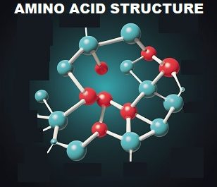 Molecular model of amino acid structure