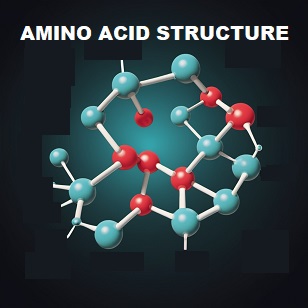 Molecular model of amino acid structure