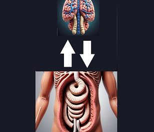 Brain and gut connection illustration.