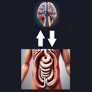 Brain and gut connection illustration.