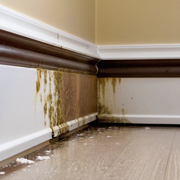 Mold growth on baseboards and floor