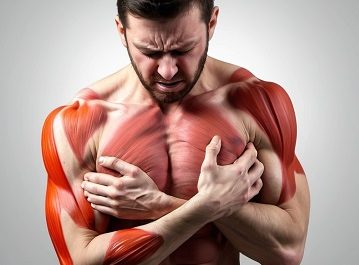 Muscular anatomy illustration of a person.
