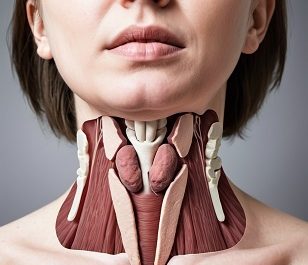 Anatomy of the thyroid gland visible.